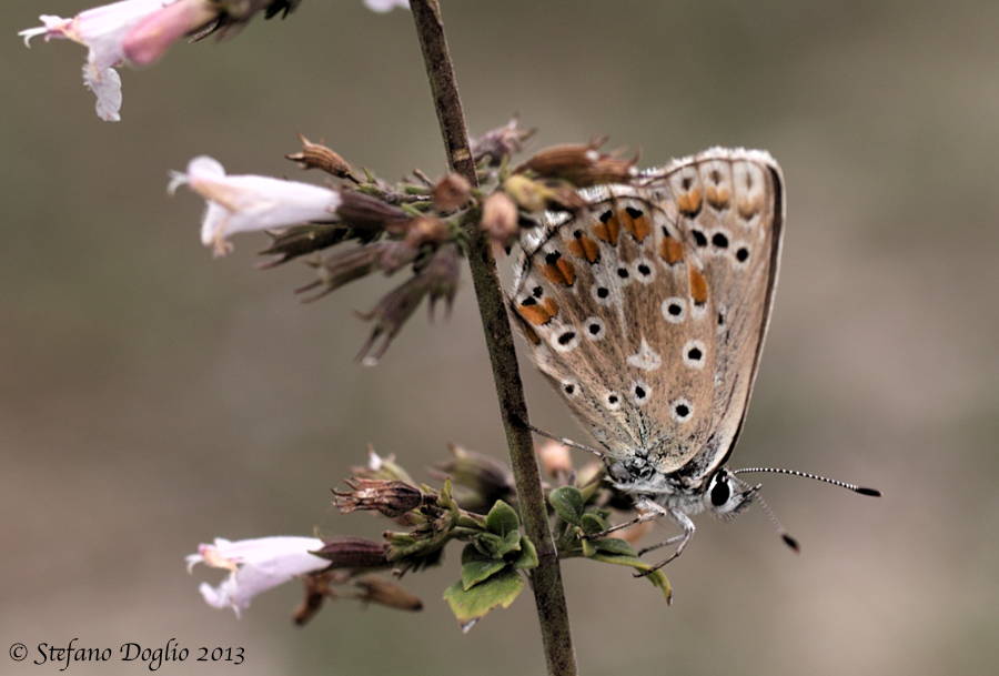 Polyommatus (Lysandra) bellargus